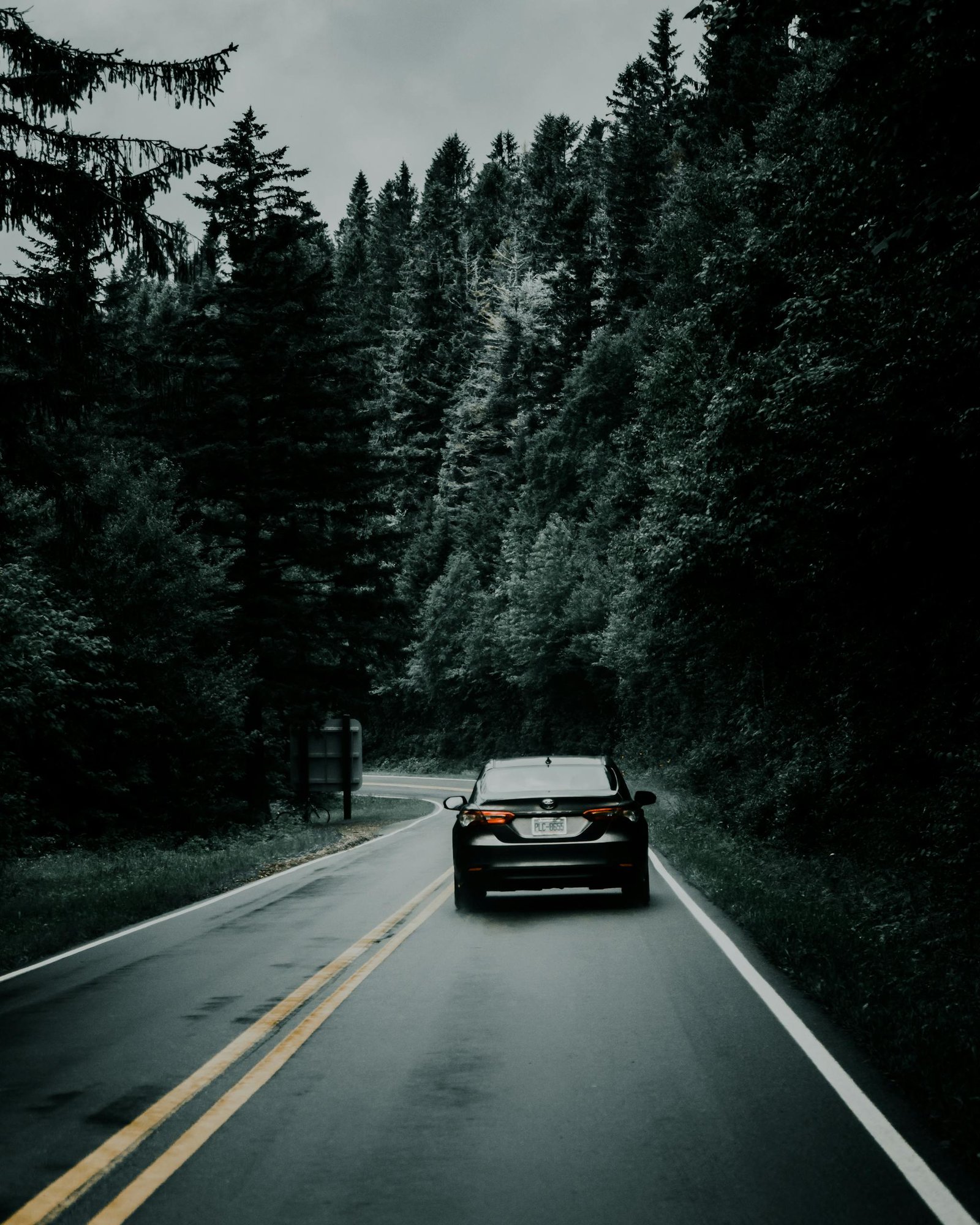 A car travels down a winding forest road surrounded by lush greenery.